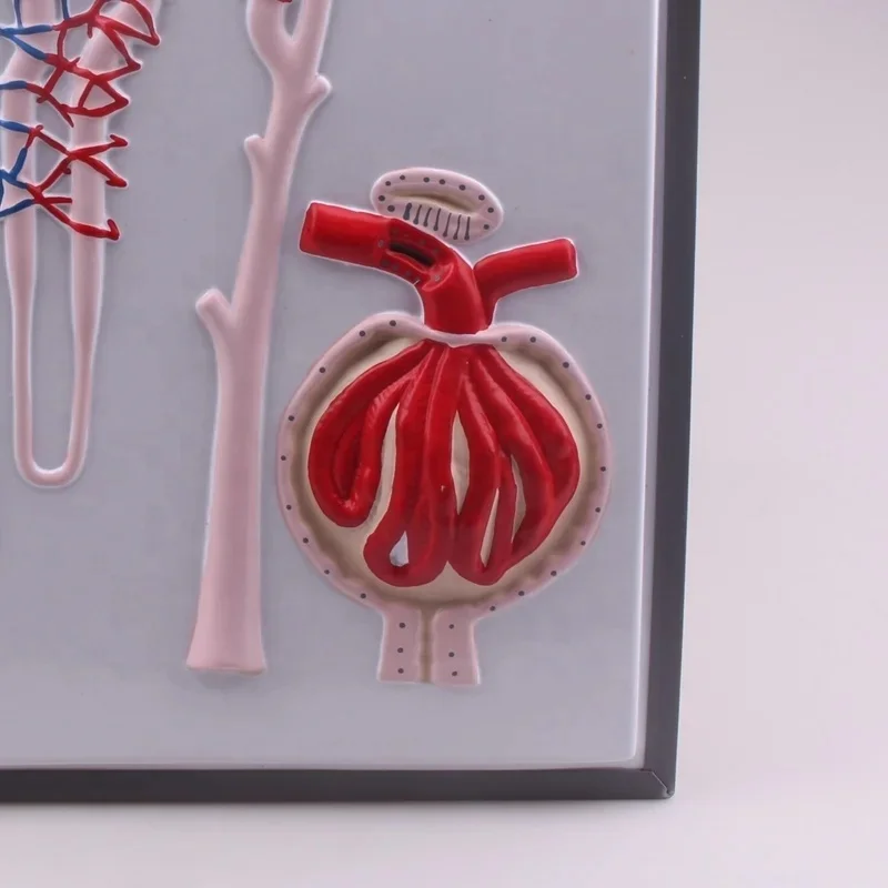 PVC human kidney nephron and glomerulus model