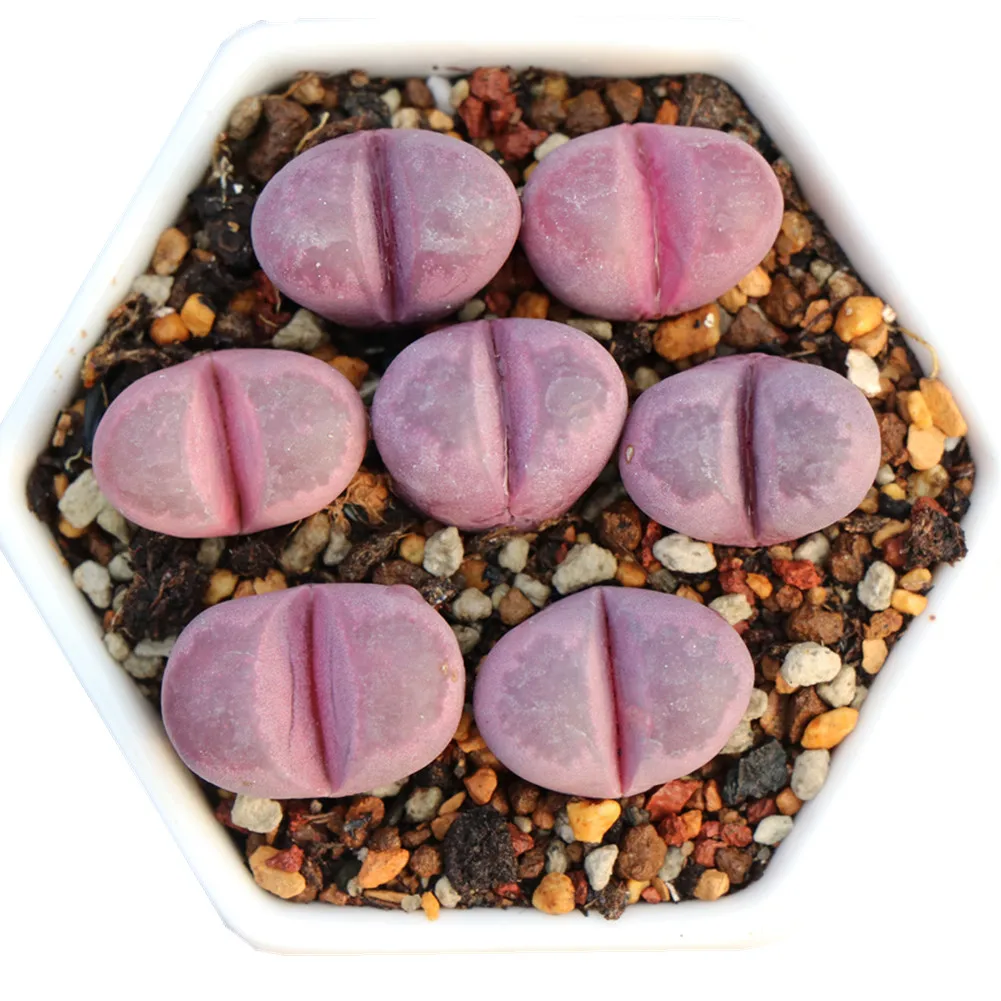 Beautiful purple lithops ornamental succulent plants for home decoration