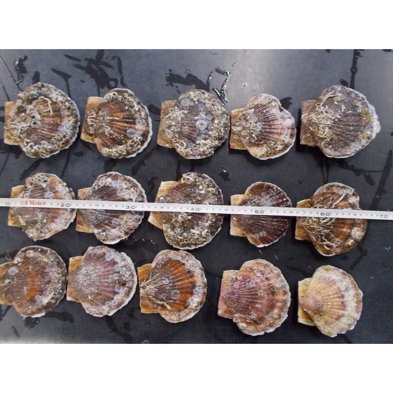 Stable supply  farming aquaculture scallop quality for sale with good price