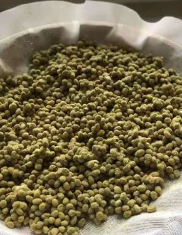 Аспергилл орyzae