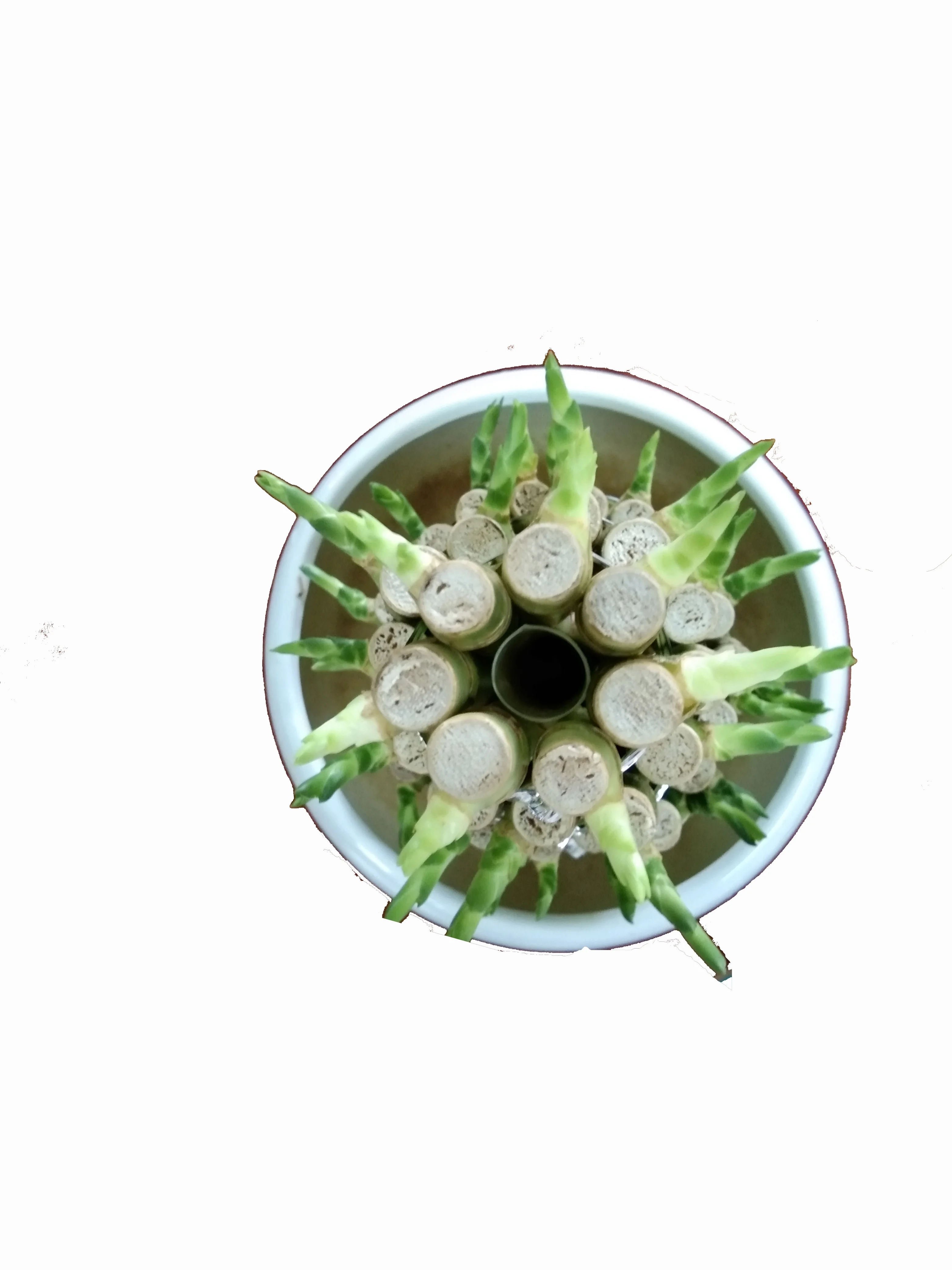 
Factory wholesale high quality and high sales lucky bamboo tower bamboo indoor potted plants 