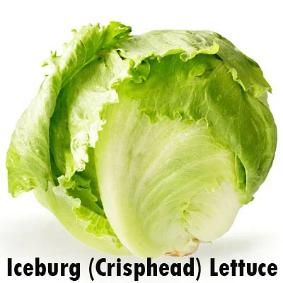 
Suntoday vegetable Organic leaf iceberg head lettuce seeds 1kg/bag 
