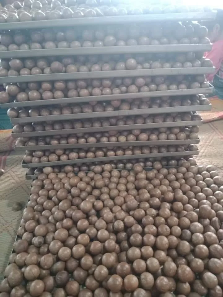 Cheap Price Dried Macadamia Nuts with Shell from