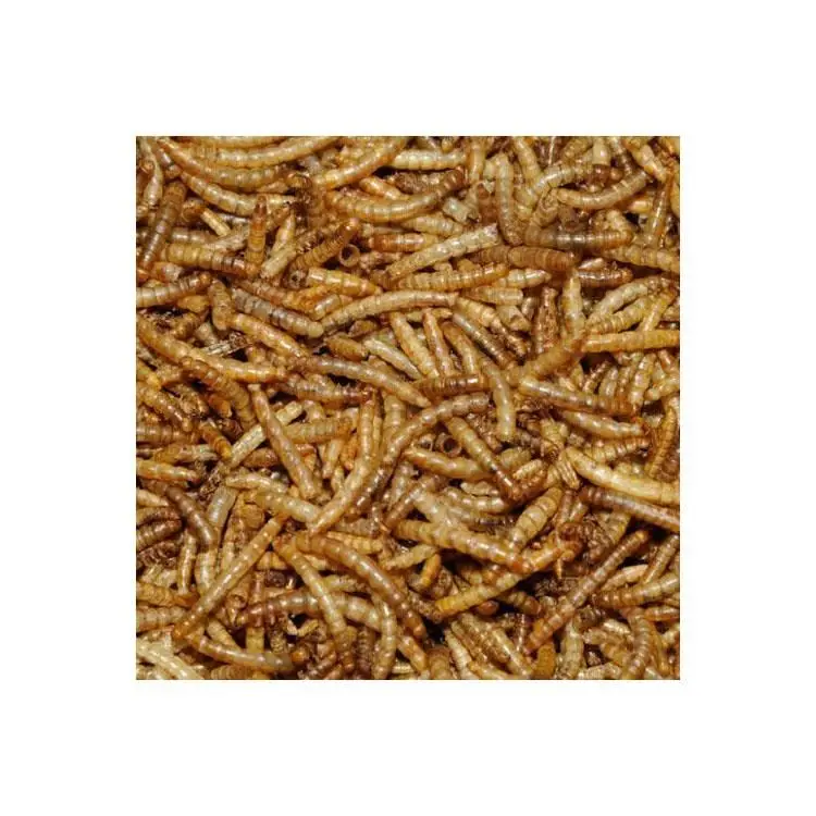  2021 новый дизайн высокого питания белка сушеные оптом mealworms