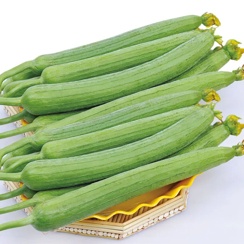 
China Vegetable Seed Company supply hybrid long Luffa seed 