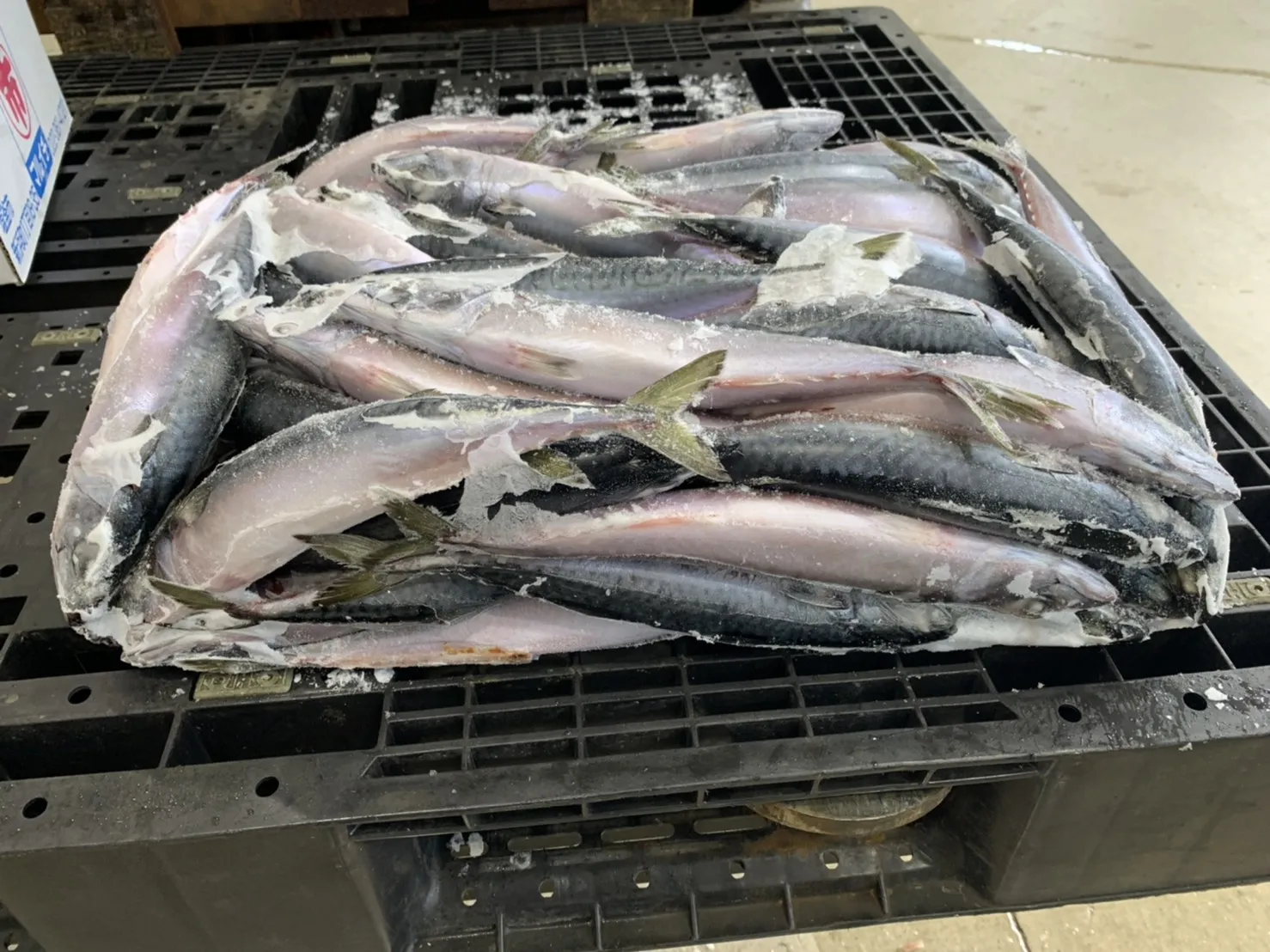 New fish fresh frozen whole round pacific mackerel