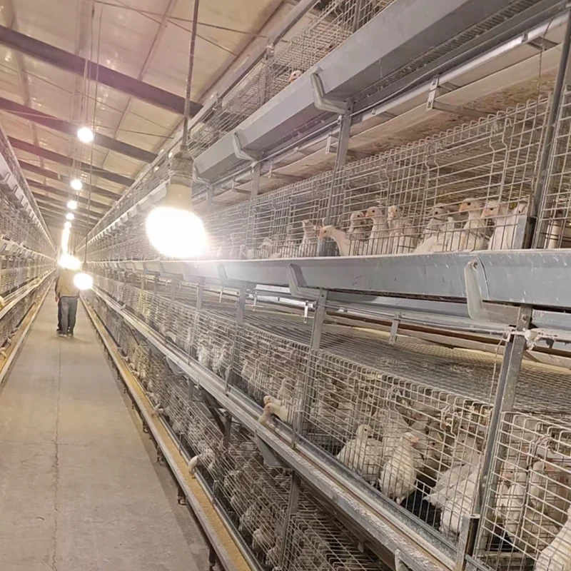 Multifunctional H-Type Steel Chicken Coop Automatic Poultry Farm Layer Battery Chicken Cage Used for Laying Hens and Farming