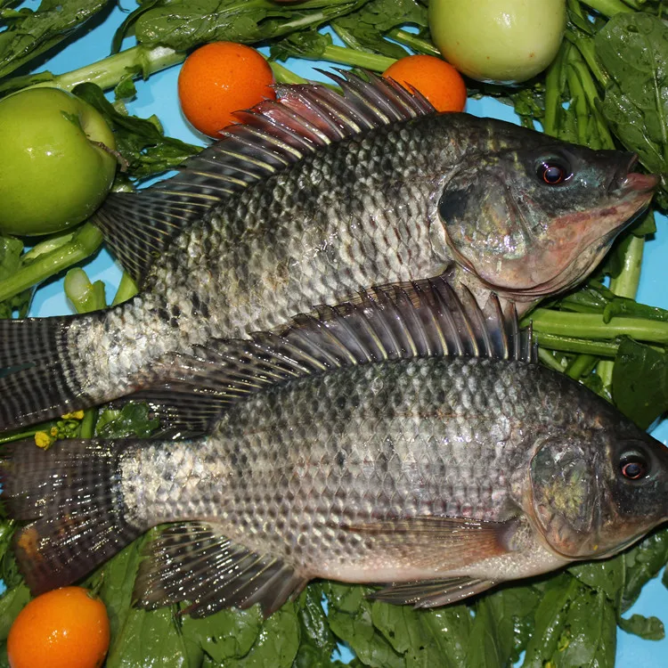 
china farming high quality live tilapia fish 