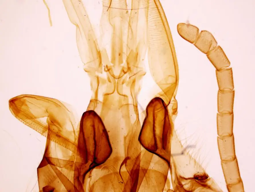 Biological Microscopes Slides Middle School Student Gift Teaching Resource 10 pcs Set Zoology Prepared Slides