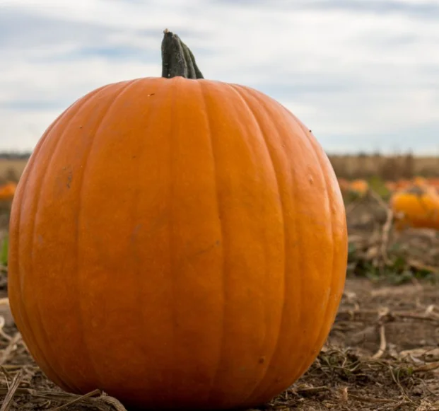 Свежая Тыква высокого качества-индейка (Анталия) 2022