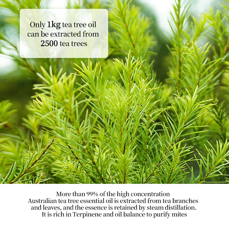 Wholesale Bulk Tea Tree Essential Oil Grade Organic Therapeutic Pure Natural Tea Tree Oil For Skin Care