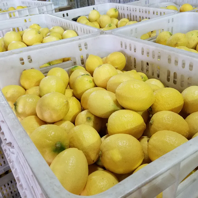 
Wholesale fresh lemon fruits can be exported from China. 