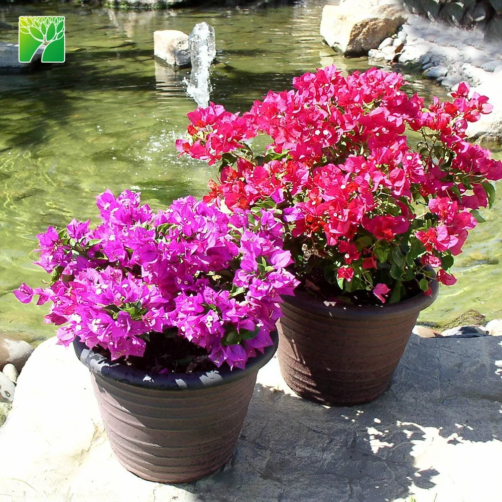 Дешевая оптовая продажа бугенвиллеи Sp, полный солнечный свежий цветочный завод бонсай, бугенвиллея