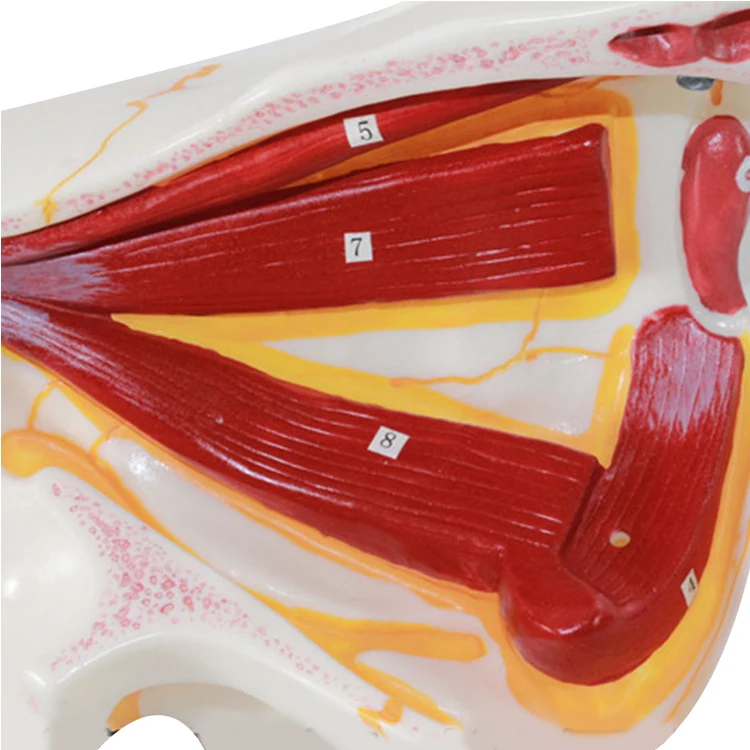 Human Removable Teaching Medical Science Eye Orbital Vascular Nerve Eyelid Model