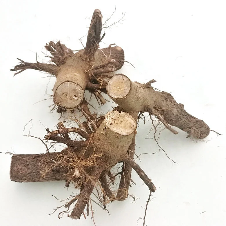 Китайский гибридный материал для разведения павловнии 9501 9502 9503 пень дерева и