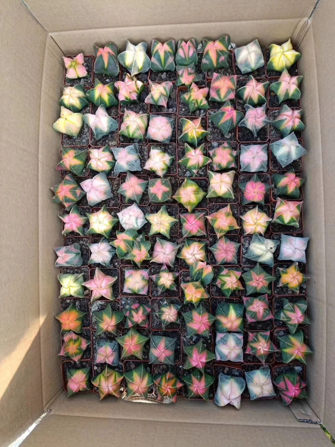 Астрофитум мириостигма 88 шт. разноцветных кактусов cacton горячая Распродажа