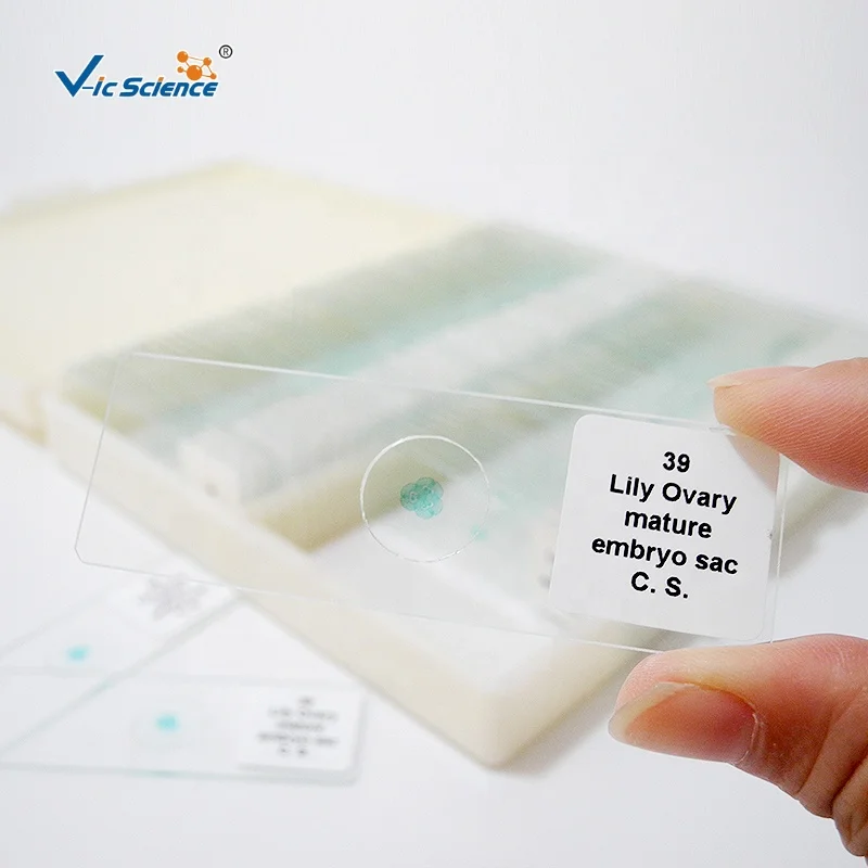 
100 PCS Set biological microscope microslide hard bone prepared slides 