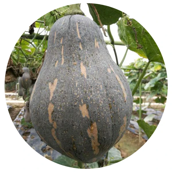 2021 fresh F1 hybrid Sweet potato and pumpkin seeds/High yield squash seeds