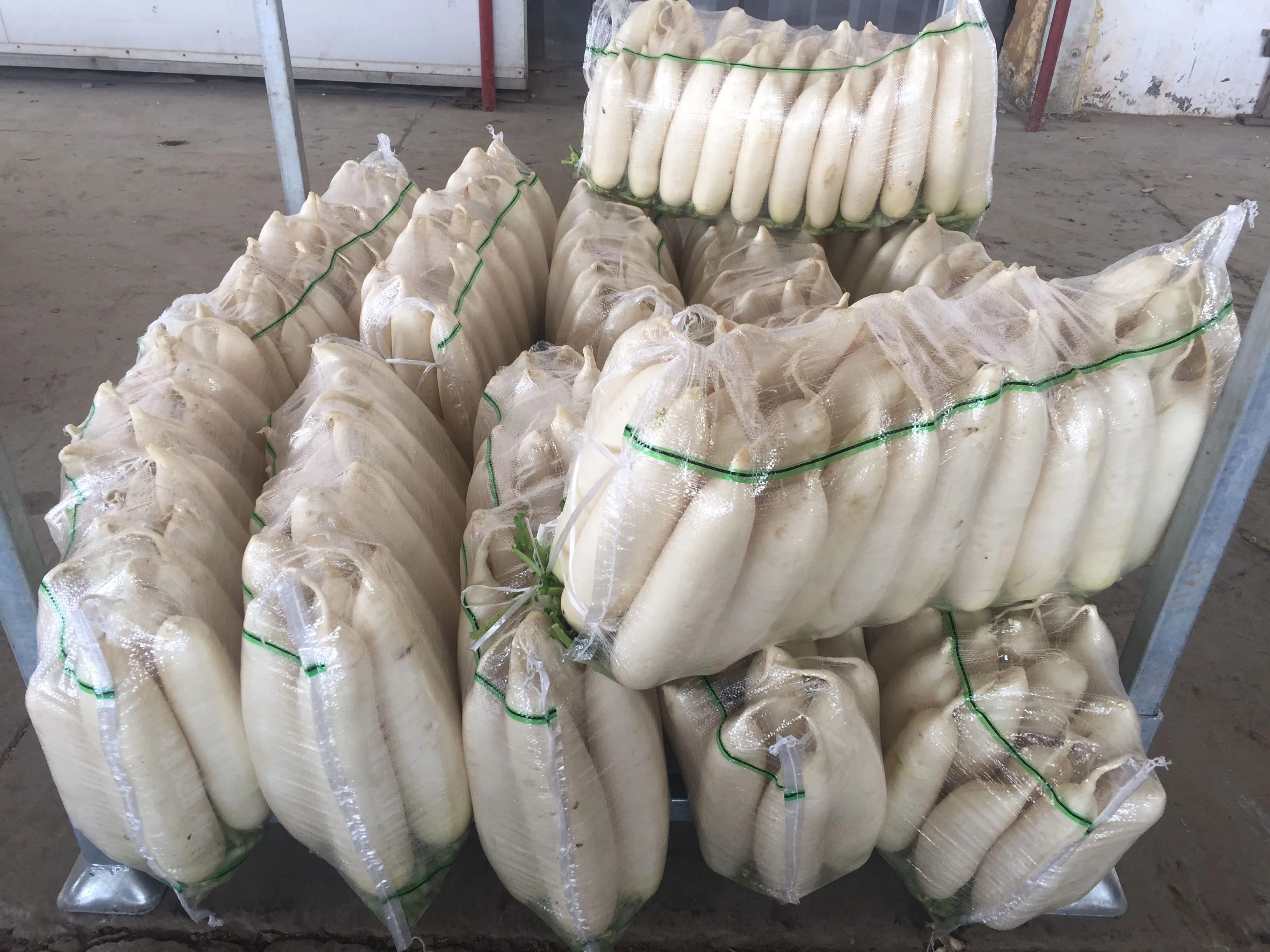 Новый сезон поставки с китайской фабрики свежие зеленые и белые редиски на экспорт длинные семена редьки цена из