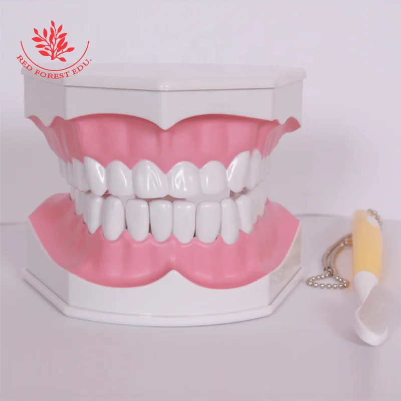 Dental Study Model Teeth Hand Painted 2 Times Teeth Brushing Model for Teaching