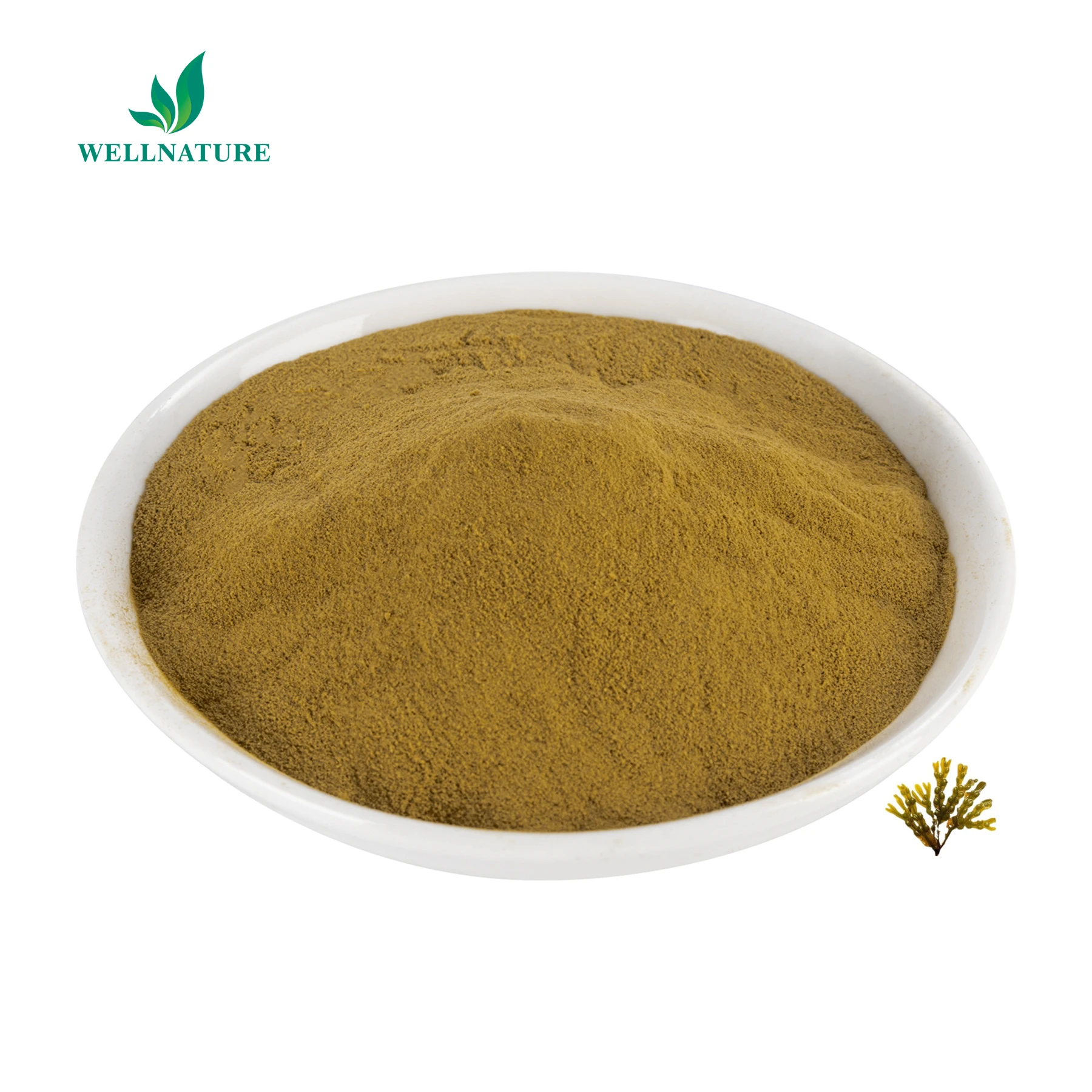 Brown Algae Extract Wholesale High Quality Organic Brown Algae Extract Powder