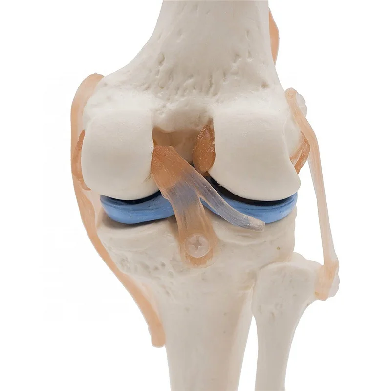 medical human knee joint model with muscle