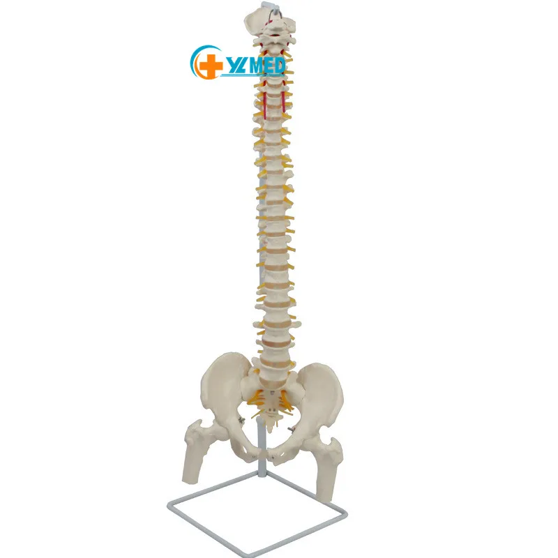Медицинская наука позвоночного столба модели в натуральную величину для детского позвоночника человека анатомическая модель медицинского анатомические