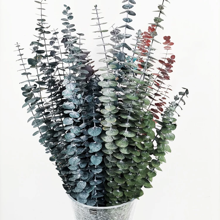 summer flora Original color wholesale Dried natural flower stem for New Year decoration preserved flower eucalyptus