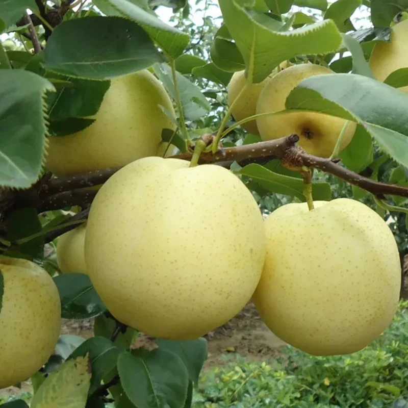 New Season Asian Pear Fruits /Fresh Chinese Yellow Ya Pear/Fresh Crown White Pear Fruit For Sale With Cheap Price