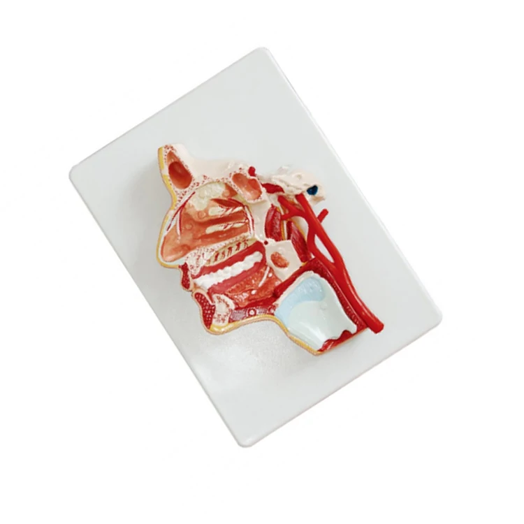 Medical Training 3D Median Section Head Model Anatomy