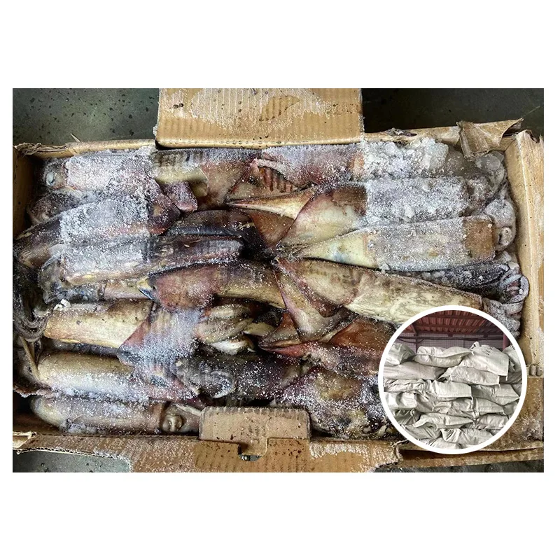 Supply Good Quality Size 100-300 Indian Ocean Squid with Good Price
