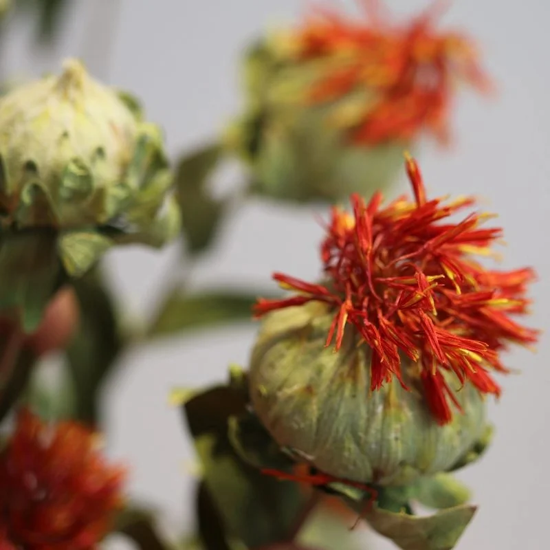 Оптовая продажа стабилизированный сушеный апельсин ананас картамамус tinctorius для высококачественного домашнего декора стен