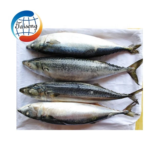 Mackerel Fish Jack Mackerel Saba Scomber Japonicus Pacific Mackerel