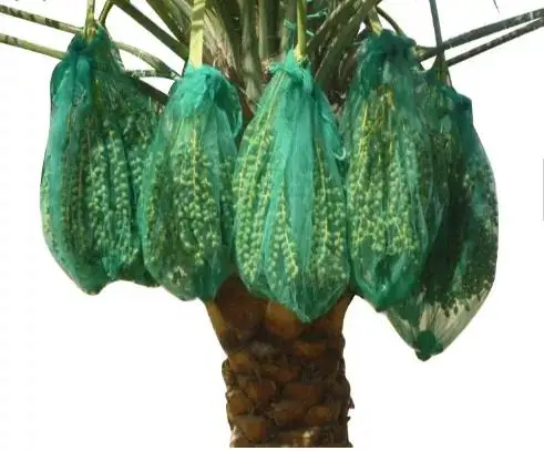 HDPE Mono-Filament Date Palm Mesh Bag Dates Cover Net Bag for Protecting the Dates on the Tree