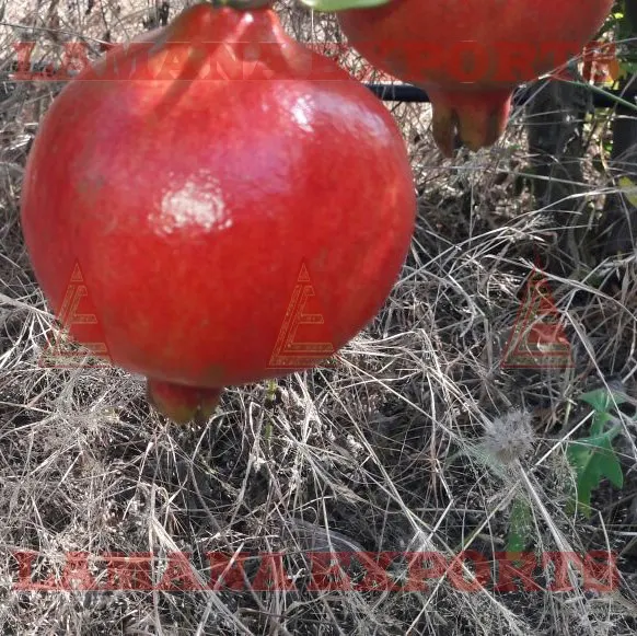 High Quality Pomegranate Fruit India Export for Thailand Malaysia Singapore Vietnam New CROP