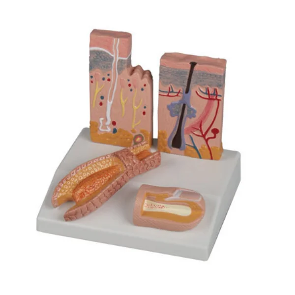 BMN/HB011 Human Skin Hair and Nail Structure Model