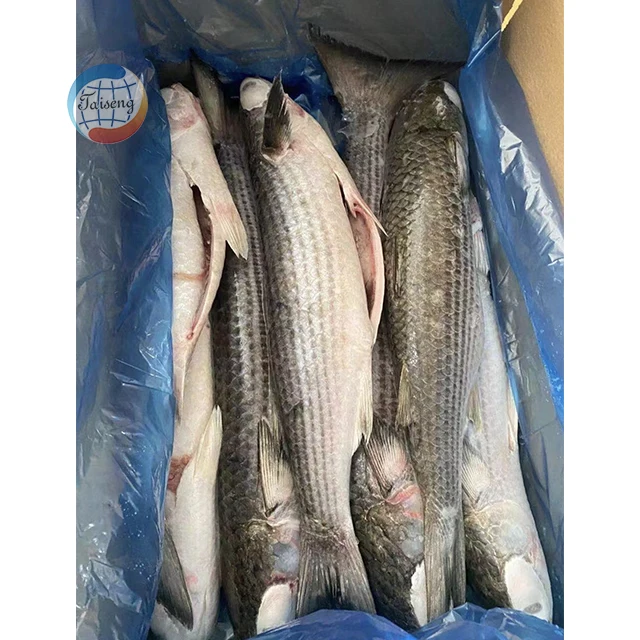 Best quality frozen fish 1000-2000 gutted grey mullet