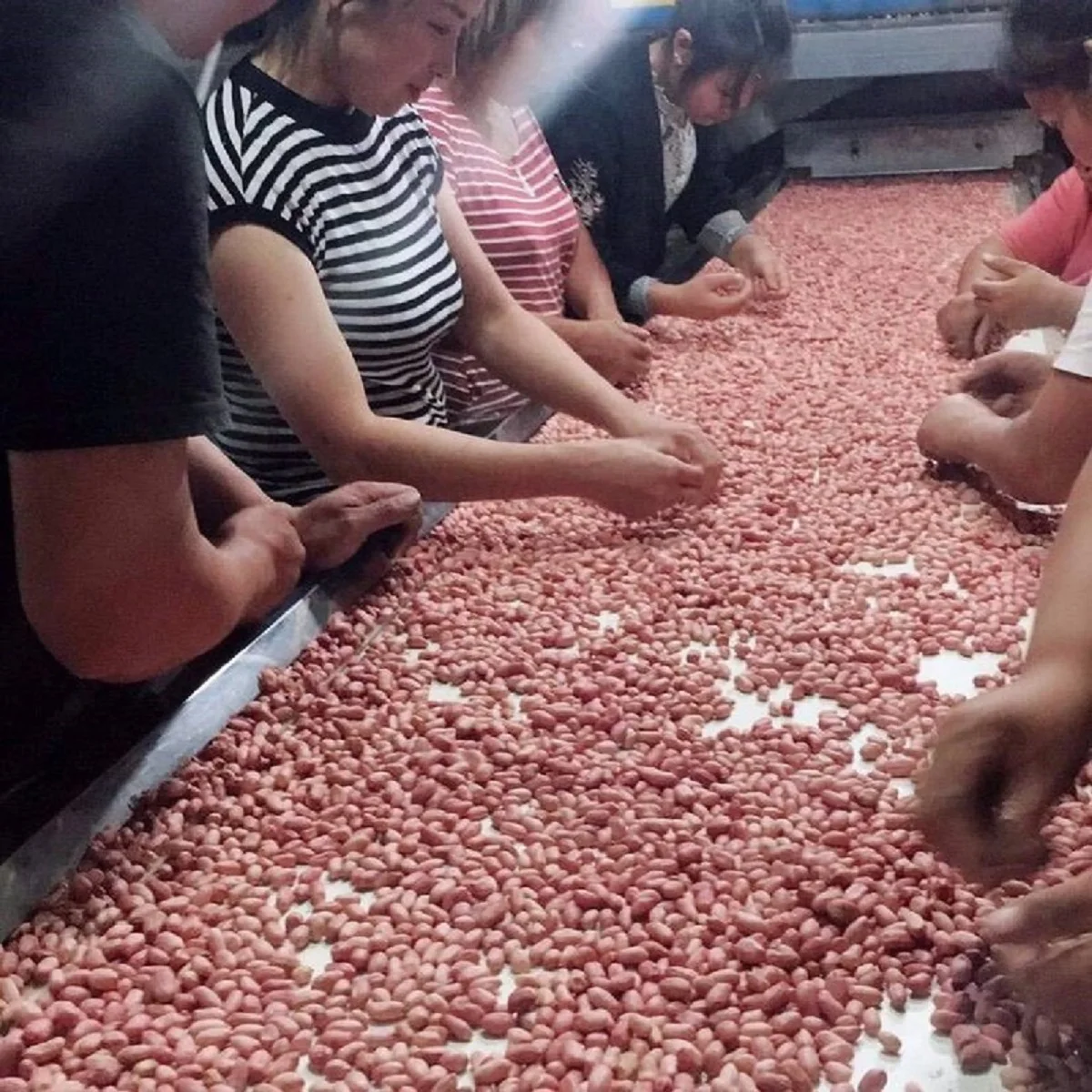 High Quality Roasted and Salted Red Skin Peanut Kernels Sudan Peanuts Raw Processed and Dried Style Peanut Vacuum