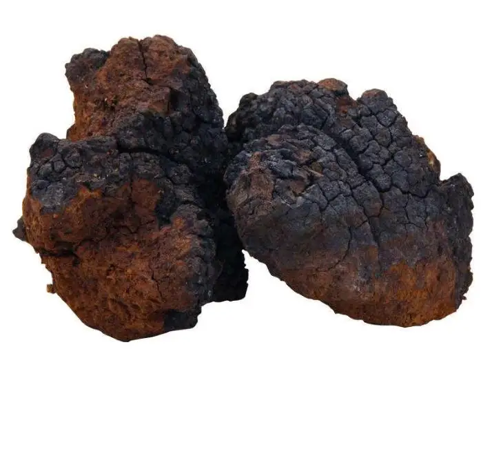  Высокое качество новинка оптовая продажа натуральный chaga замороженный цельный гриб tonotus