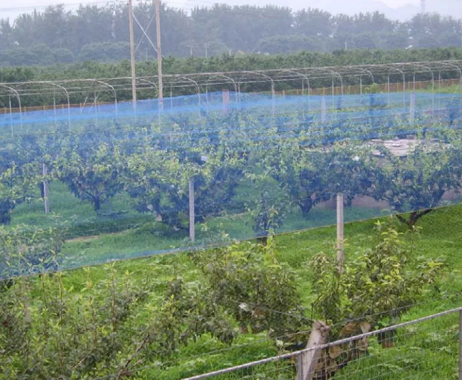 Factory polyethylene anti bird mesh / bird net trap / PP/PE anti-bird netting made in China