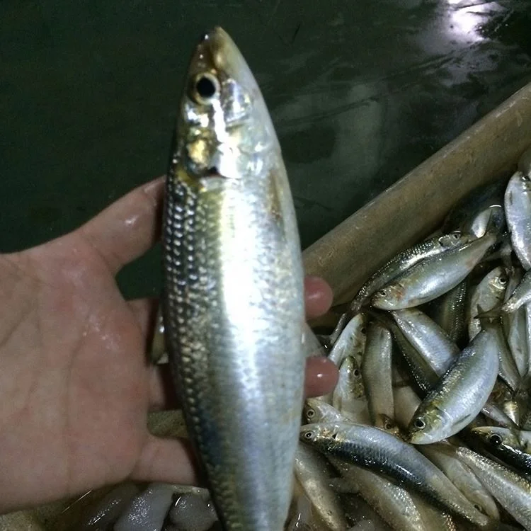 Frozen Sardine For Bait Wholesale Price