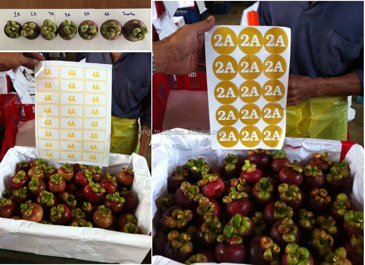 Supplying fresh Mangosteen from Vietnam with top quality _Vikafoods (+84983028718).