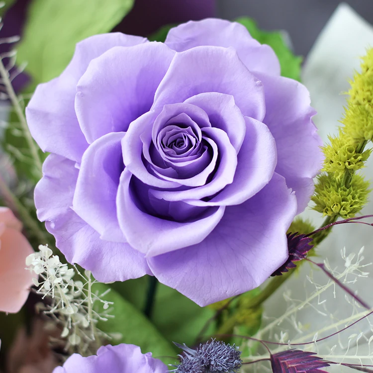 Wholesale Valentine New Products Gifts Purple Roses Real Preserved Flower Bouquets Long Lasting Natural Bouquet of Eternal Roses