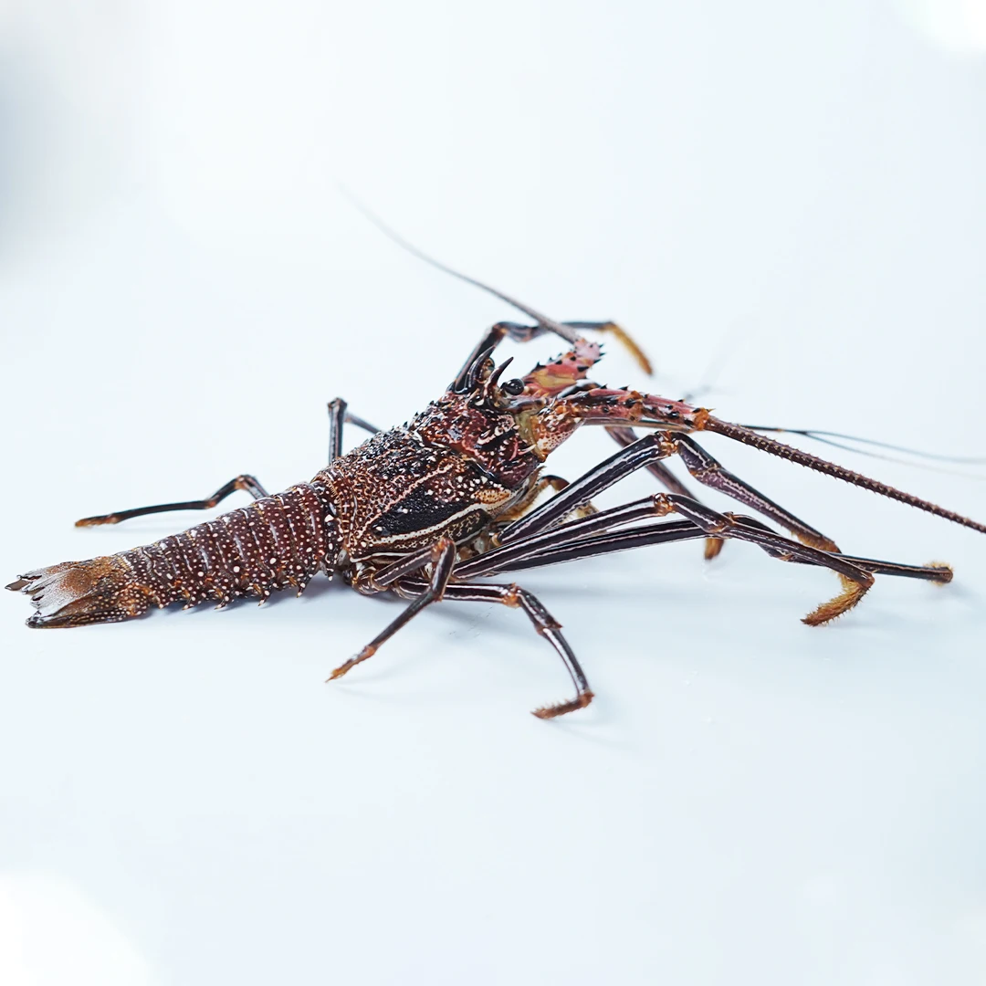 Wholesale Live Lobster Batik From Indonesia With Best Quality Best Price For Export