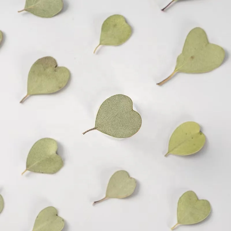 MNR2086 hear size dried eucalyptus leaves for DIY resin craft