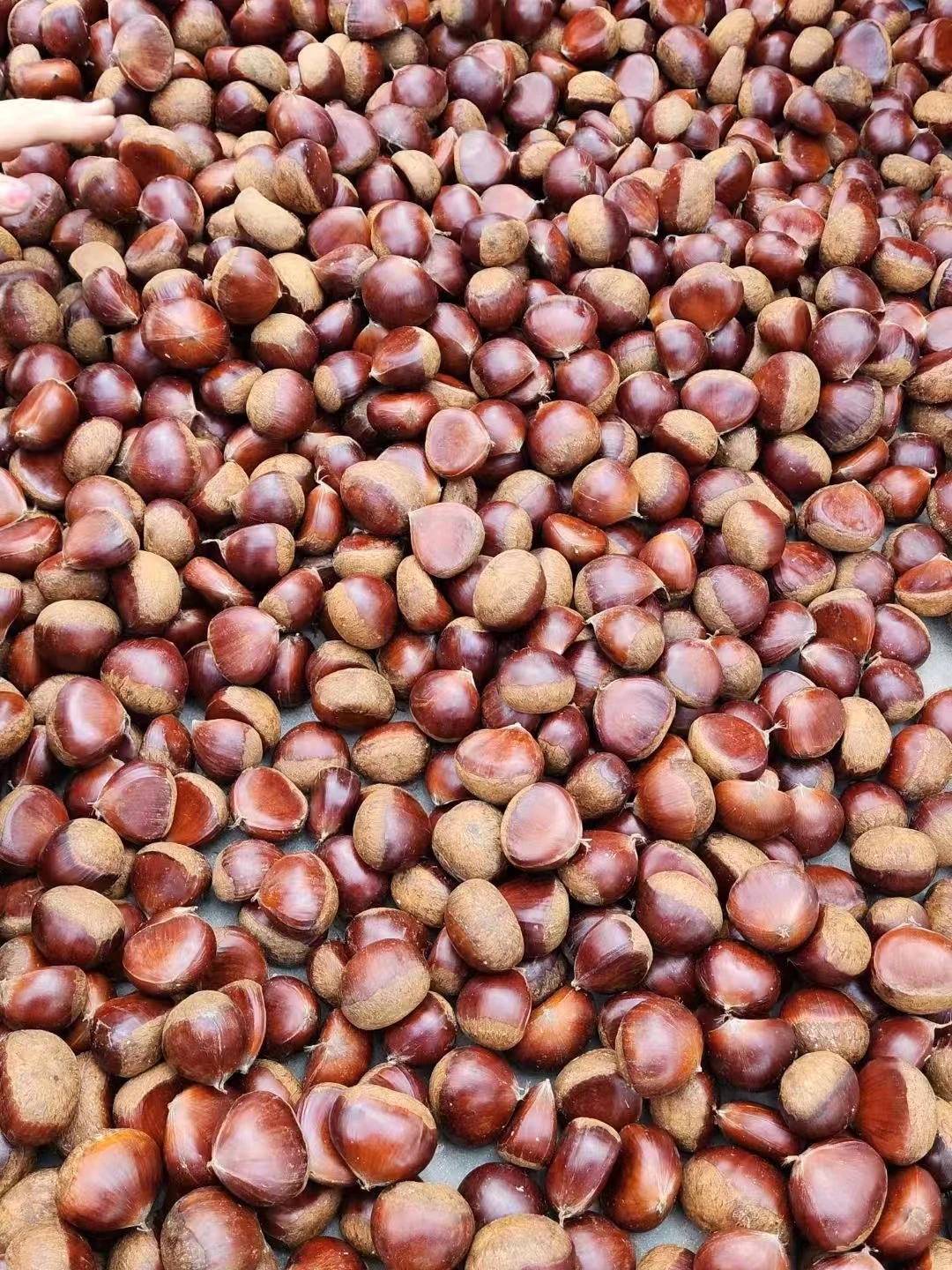 2024 fresh TAI AN chestnut 30-45 psc/1kg packed in 1kg mesh bag/ gunny bag Best quality chestnut material cheap price