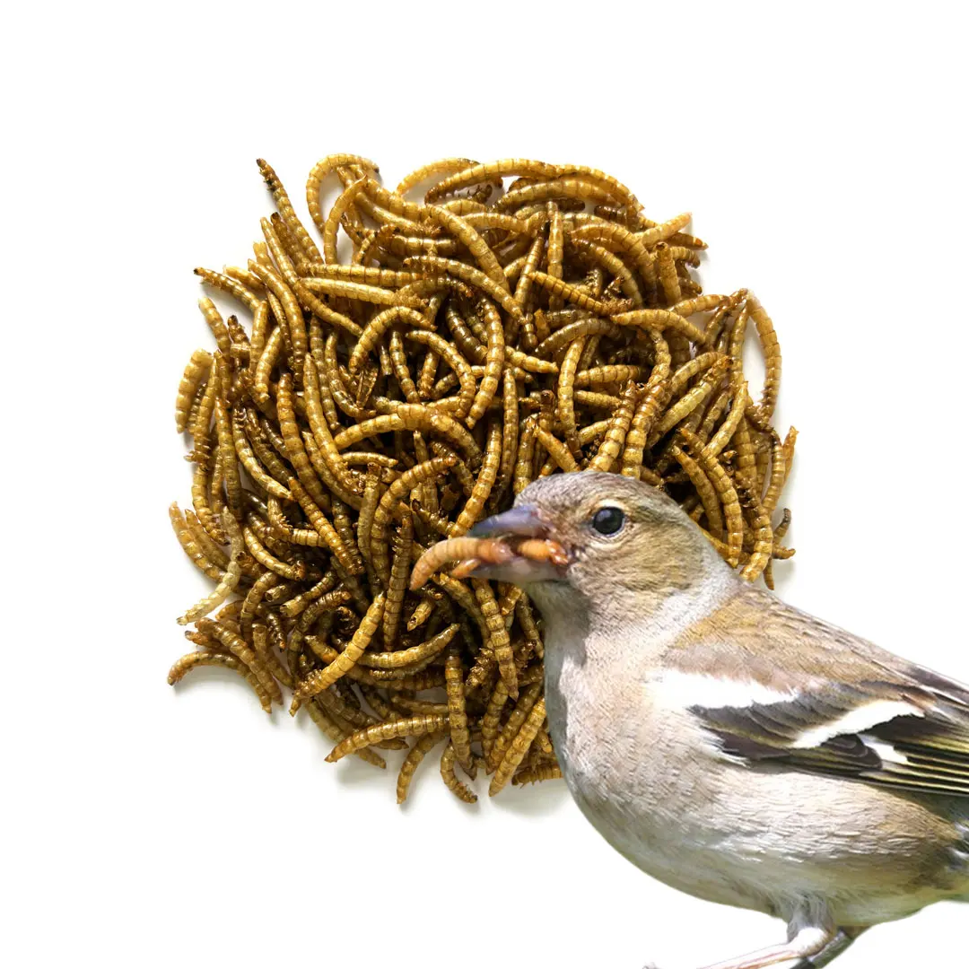 Cricket Powder Instead Of Powdered Yellow Mealworm Insect Snack Insect Dry Powder Animal Feed Raw Materials