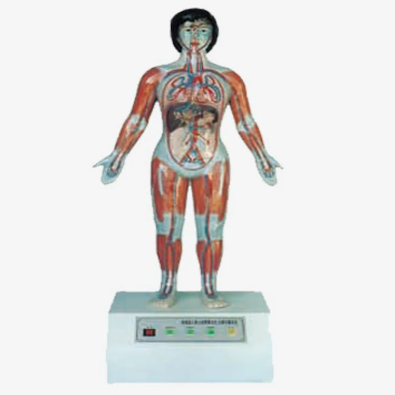 PRO-D017 High quality best price microcomputer Biology model of human cardiac cycle and greater lesser circulation