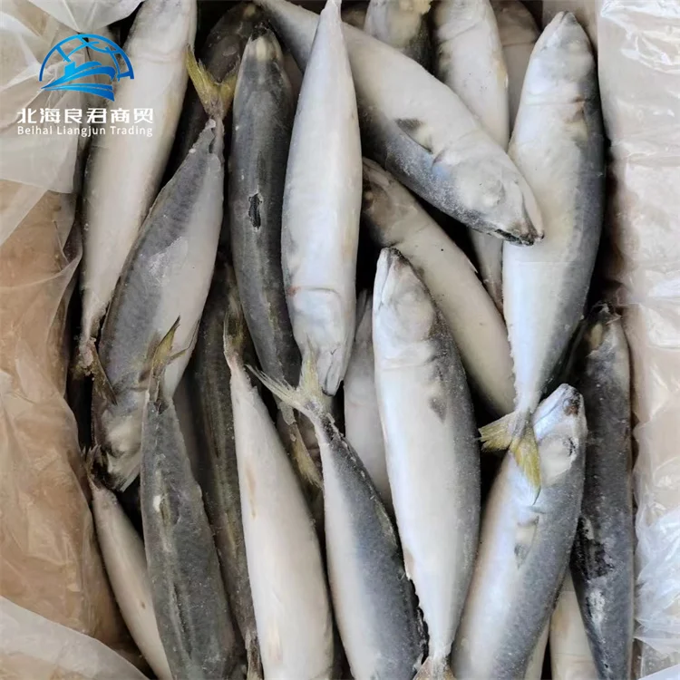 Order online cheap price frozen fish mackerel whole round fresh delicious indian flavour seafood chub mackerel fish