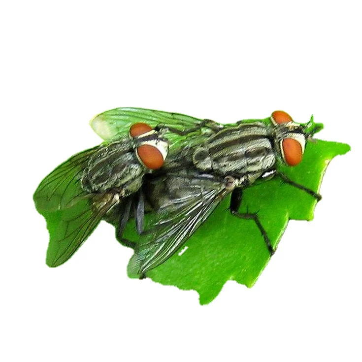 Homemade fruit fly lure bait recipe China manufacturer pure ingredient tricosene insecticide